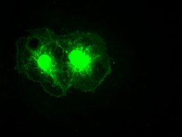 m04448 anti noggin nog mouse monoclonal antibody clone id oti1c1 if testing 12