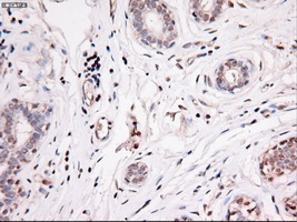 m04448 anti noggin nog mouse monoclonal antibody clone id oti1c1 ihc testing 8