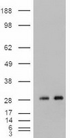 HEK293T cells were transfected with the pCMV6-ENTRY control (Left lane) or pCMV6-ENTRY Nog (Right lane) cDNA for 48 hrs and lysed