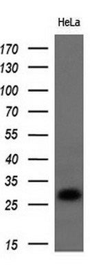 Western blot analysis of extracts (10ug) from 1 cell line by using anti-Nog monoclonal antibody at 1:200 dilution