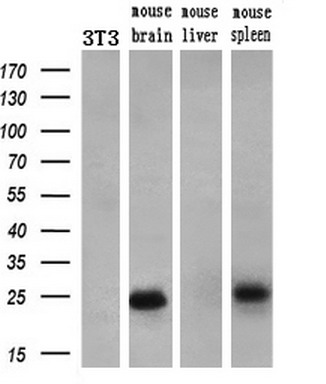 Western blot analysis of extracts (10ug) from a mouse cell line and 3 different mouse tissues by using anti-Nog monoclonal antibody (1:200)