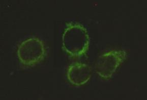 Immunocytochemistry stain of Hela using DLAT antibody (1:300)