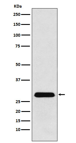 Western blot analysis of PGAM1 expression in A431 cell lysate