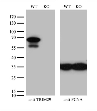 m04472 1 anti trim29 mouse monoclonal antibody clone id oti5c11 wb testing 1