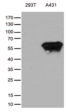 Western blot analysis of extracts (35ug) from cell lines by using anti-TRIM29 monoclonal antibody (1:500)