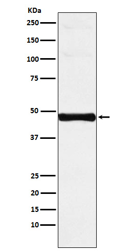 Western blot analysis of Interferon regulatory factor 9 expression in Jurkat cell lysate