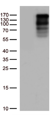 m04488 anti larp1 mouse monoclonal antibody clone id oti4e2 wb testing 1