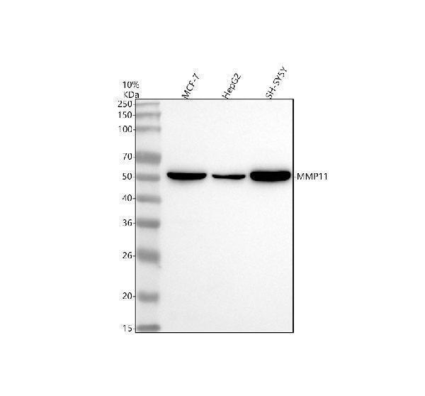 m04490 mmp11 primary antibodies wb testing 1