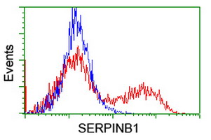 HEK293T cells transfected with either SERPINB1 (Myc-DDK-tagged) overexpress plasmid (Red) or empty vector control plasmid (Blue) were immunostained by anti-SERPINB1 antibody (M04491-1)