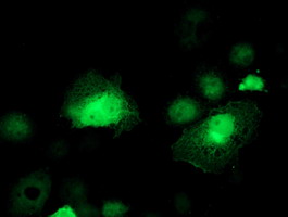 m04491 1 anti serpinb1 mouse monoclonal antibody clone id oti1d1 if testing 5