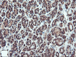m04491 anti serpinb1 mouse monoclonal antibody clone id oti4b3 ihc testing 5