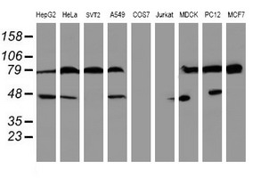 Western blot analysis of extracts (35ug) from 9 different cell lines by usin g anti-SERPINB1 monoclonal antibody (HepG2: human; HeLa: human; SVT2: mouse; A549: human; COS7: monkey; Jurkat: human; MDCK: canine; PC12: rat; MCF7: human)
