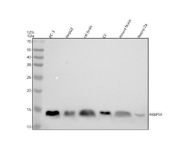 Western blot analysis of FKBP1A using anti-FKBP1A antibody (M04492)
