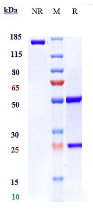 Anti-VEGFB Reference Antibody (CSL346) on SDS-PAGE under reducing (R) condition
