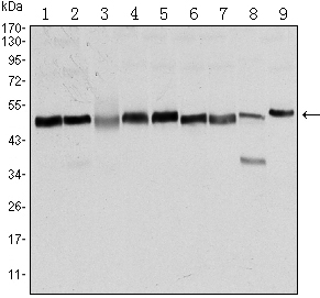 Western Blot analysis using FoxD3 Monoclonal Antibody against NTERA-2 (1), HUVE-12 (2), HEK293 (3), HeLa (4), Jurkat (5), K562 (6), RAW264