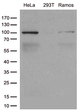 m04496 anti cellular apoptosis susceptibility cse1l mouse monoclonal antibody clone id oti4g1 wb testing 2