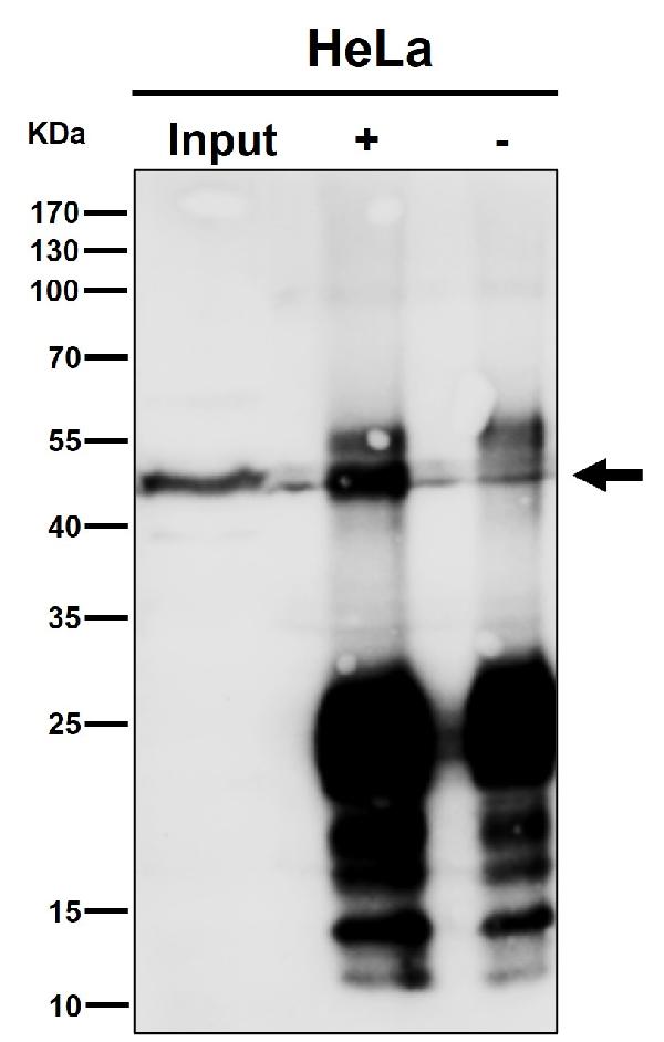 Immunoprecipitate (IP) analysis using the Antibody at 1:50 dilution. (wb at 1:500 dilution) Immunoprecipitate (IP) analysis using the Antibody at 1:50 dilution. (wb at 1:500 dilution)