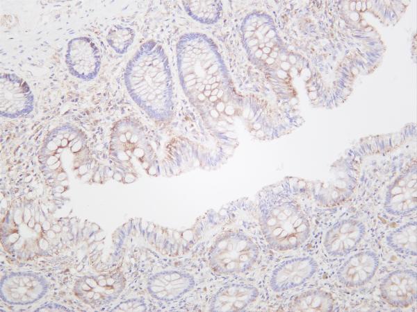 Humancolon was stained with anti-Flotillin-1 rabbit antibody