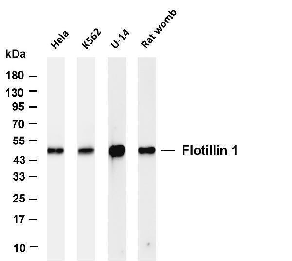 Various whole cell lysates were separated by 4-20% SDS-PAGE, and the membrane was blotted with anti-Flotillin-1 antibody