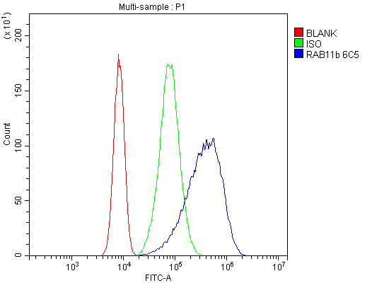 m04526 rab11b primary antibodies fc testing 3_1
