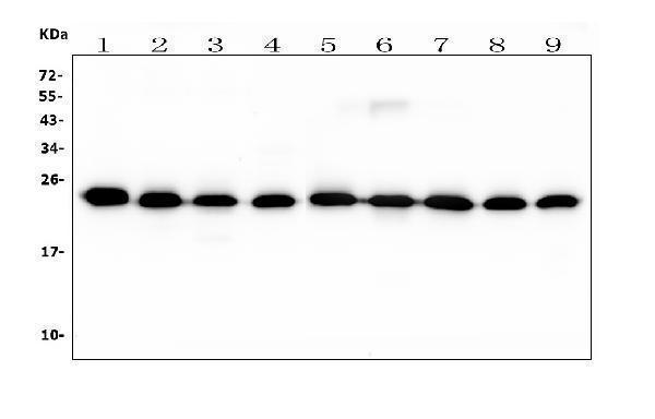 m04526 rab11b primary antibodies wb testing 2