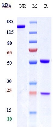 m04527 2 sds page