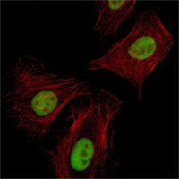Immunofluorescence analysis of Hela cells using Pirh2 Monoclonal Antibody (green)