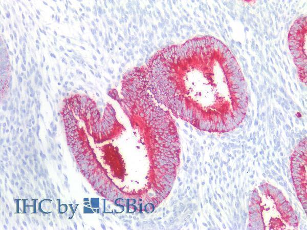 Immunohistochemistry staining of human uterus (paraffin-embedded sections) with anti-CD15 (MMA), 10 µg/ml