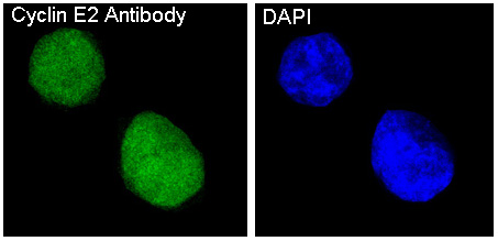 Immunofluorescent analysis of Hela cells, using Cyclin E2 Antibody