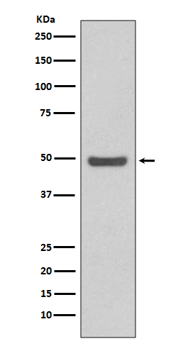 Western blot analysis of Cyclin E2 expression in HeLa cell lysate