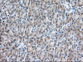 m04550 1 anti usp5 mouse monoclonal antibody clone id oti2e3 ihc testing 3