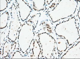 m04550 1 anti usp5 mouse monoclonal antibody clone id oti2e3 ihc testing 4