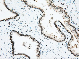 m04550 1 anti usp5 mouse monoclonal antibody clone id oti2e3 ihc testing 5