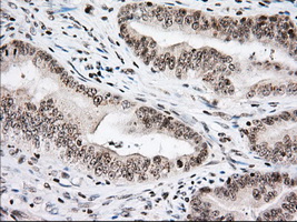m04550 1 anti usp5 mouse monoclonal antibody clone id oti2e3 ihc testing 7