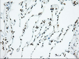m04550 1 anti usp5 mouse monoclonal antibody clone id oti2e3 ihc testing 9