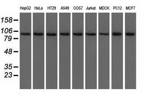 m04550 1 anti usp5 mouse monoclonal antibody clone id oti2e3 wb testing 2