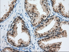 m04550 2 anti usp5 mouse monoclonal antibody clone id oti2f5 ihc testing 4