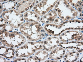 m04550 2 anti usp5 mouse monoclonal antibody clone id oti2f5 ihc testing 6