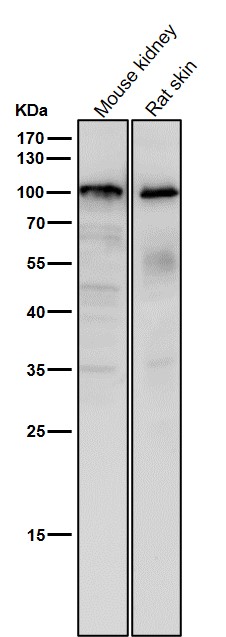All lanes use the Antibody at 1:1K dilution for 1 hour at room temperature