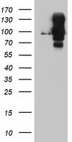 HEK293T cells were transfected with the pCMV6-ENTRY control (Left lane) or pCMV6-ENTRY DPP9 (Right lane) cDNA for 48 hrs and lysed