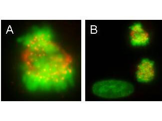 Boster's monoclonal anti-CENPE antibody was used to detect CENPE protein, visible as discrete nuclear dots on prometaphase and metaphase cells that relocate to the spindle midzone at anaphase (panel A)