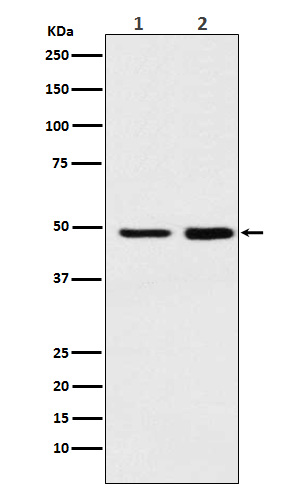 Western blot analysis of MAT2A expression in (1) Ramos cell lysate;(2) Mouse spleen lysate