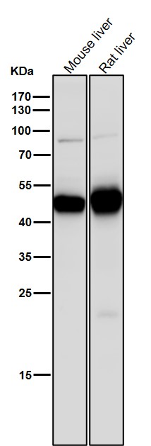 All lanes use the Antibody at 1:8K dilution for 1 hour at room temperature