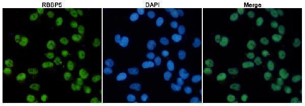 Immunofluorescent analysis of Hela cells fixed with 4% Paraformaldehyde and using anti-RBBP5 mouse mAb (dilution 1:100)