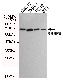 Western blot detection of RBBP5 in C2C12,THP-1,PC12 and 3T3 cell lysates using RBBP5 mouse mAb (1:1000 diluted)