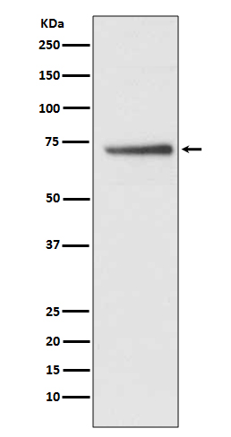 Western blot analysis of Cdc16/APC6 expression in HepG2 cell lysate