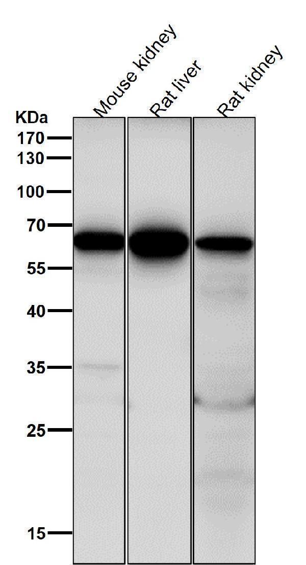 All lanes use the Antibody at 1:2K dilution for 1 hour at room temperature