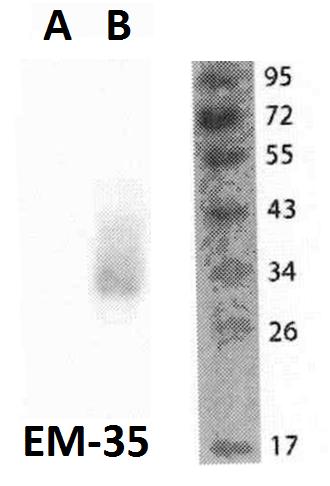 m04574 folr2 primary antibodies wb testing 1