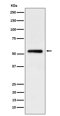 Western blot analysis of human IgG1 expression in Human tonsil cell lysate