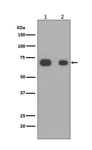 Western blot analysis of Caldesmon expression in (1)NIH3T3 cell lysate; (2)HeLa cell lysate